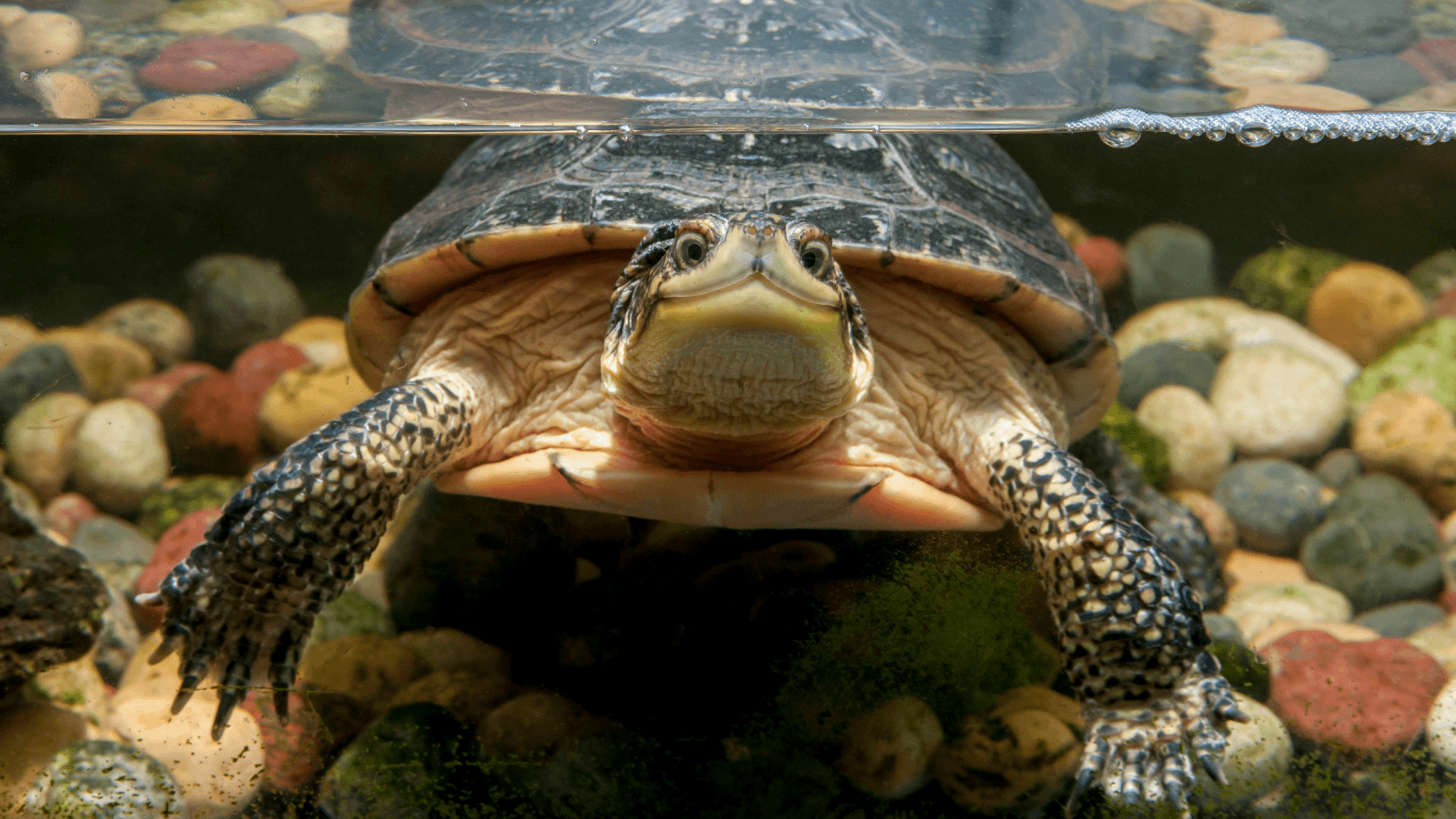Which animals can hold their breath underwater the longest?