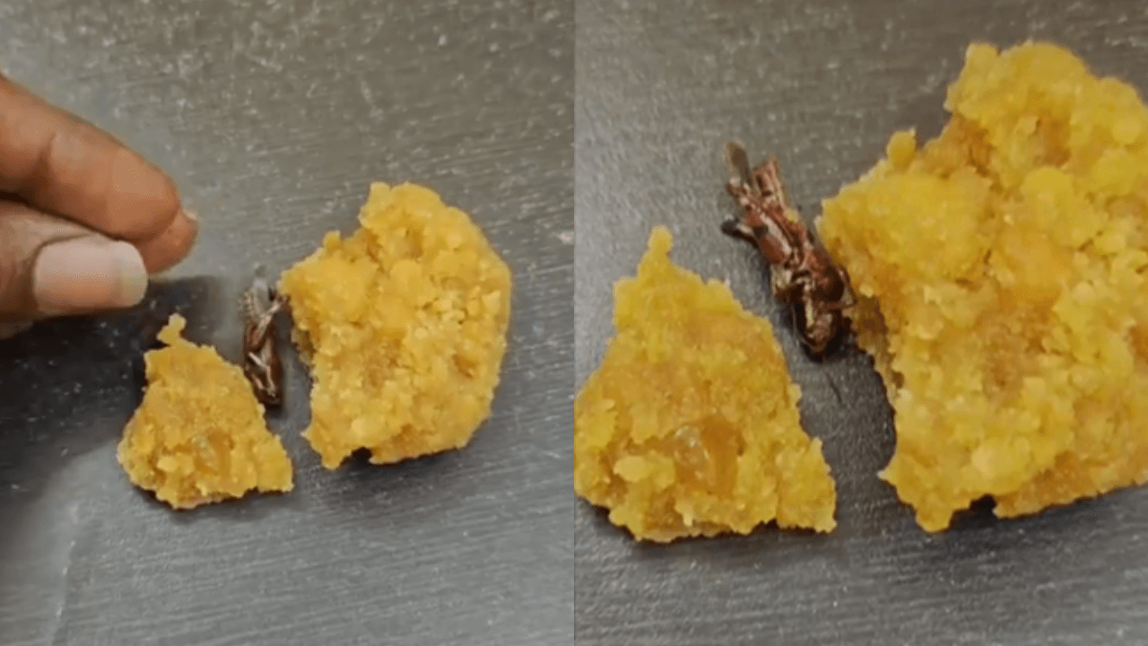 Cockroach in Srisailam laddoo? Andhra temple investigating CCTV footage