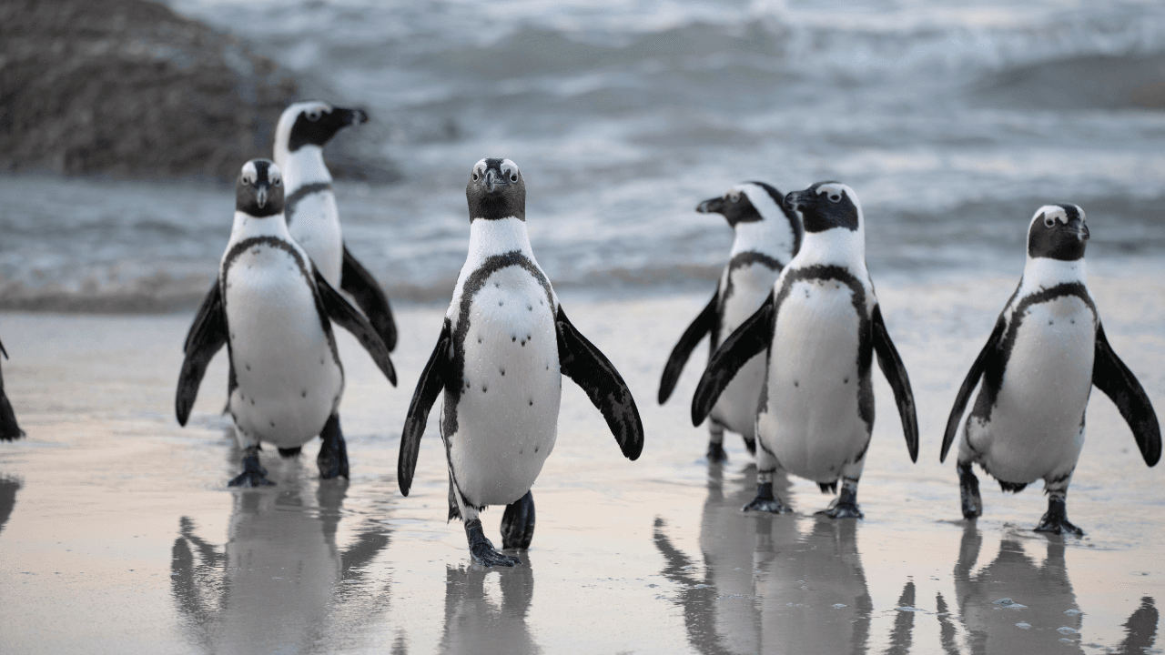60,000 African penguins died: Study finds shocking truth behind the mass die off