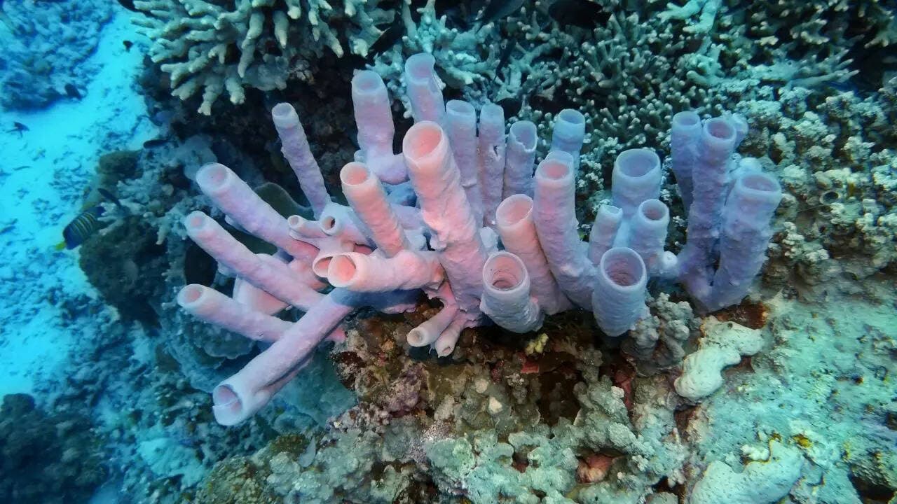 GK Fact of the Day: 7 creatures that don’t have brains but still survive