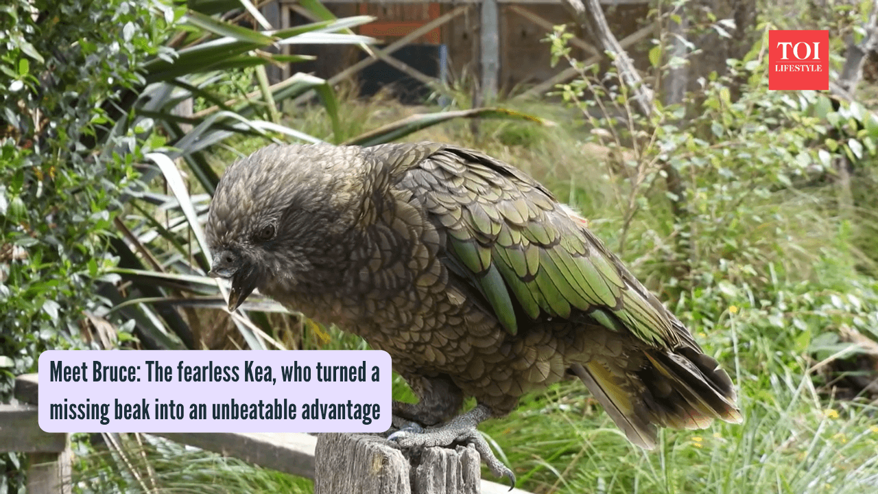 Meet Bruce: The fearless Kea, who turned a missing beak into an unbeatable advantage