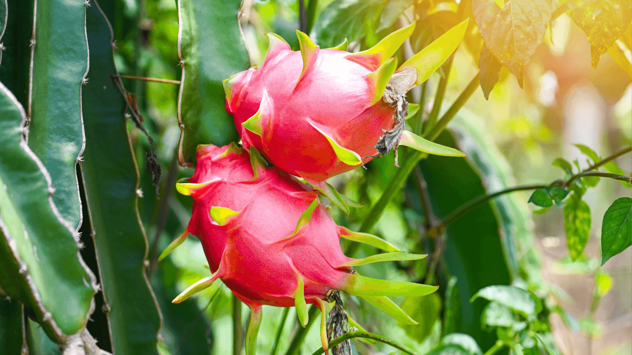 How to grow Dragon fruit in your garden: Simple step-by-step guide for beginners