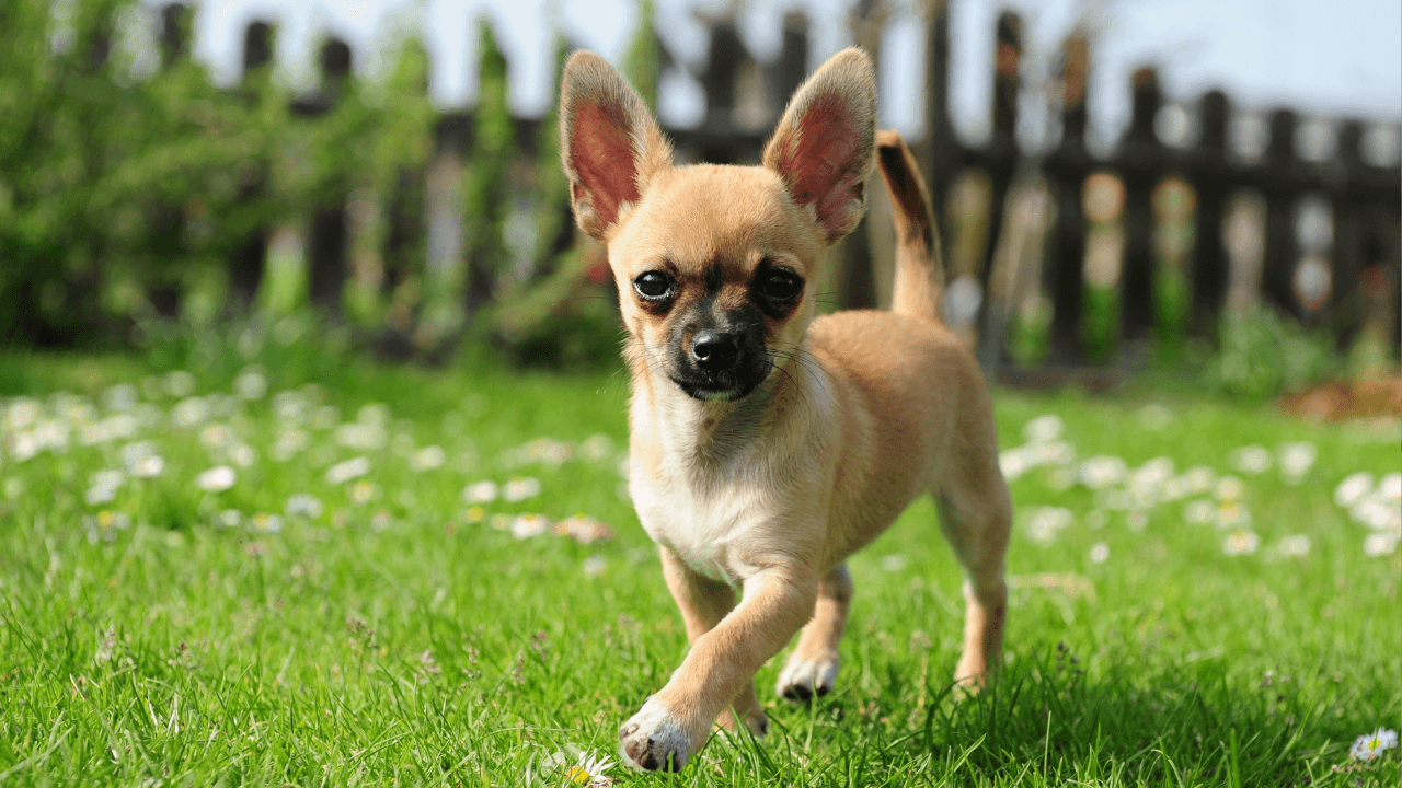 5 tiny and adorable dog breeds that shed less