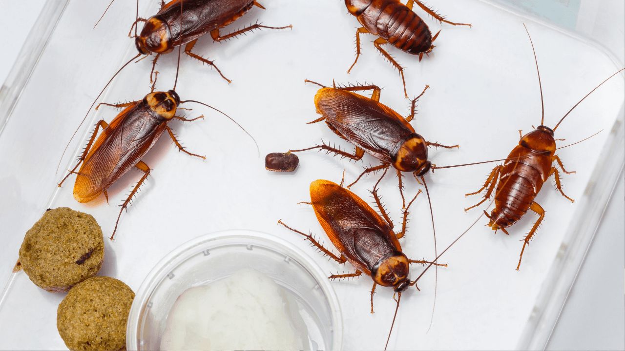 Want to get rid of cockroaches from home? 5 simple remedies to keep the roaches away